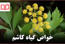 خواص گیاه کاشم