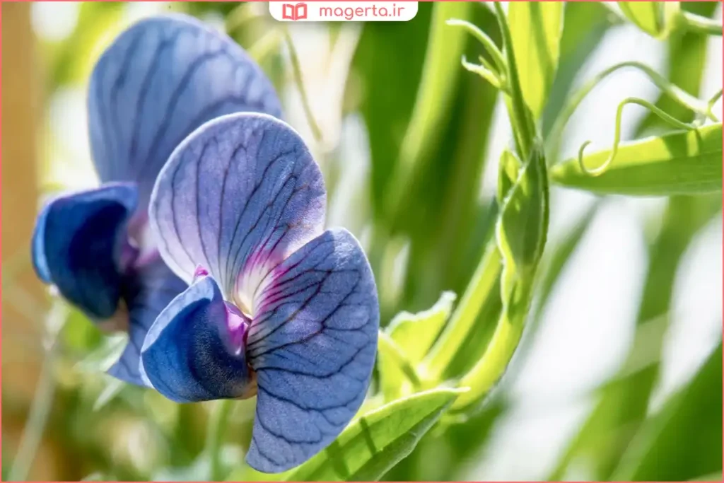 گیاه خلر در طبیعت با گل‌های کوچک و برگ‌های سبز