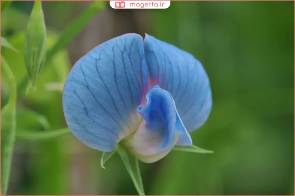 دم‌نوش تهیه‌شده از گیاه خلر در فنجان برای بهبود سلامت