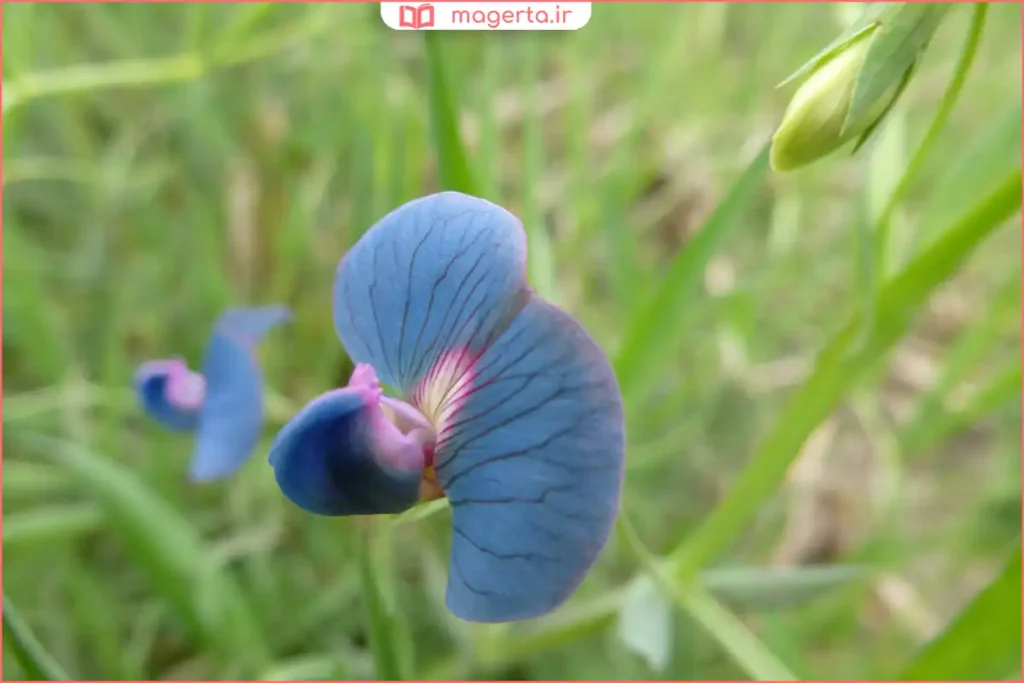 بسته‌بندی گیاه خلر مناسب استفاده در نسخه‌های گیاهی

