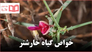 خواص گیاه خارشتر