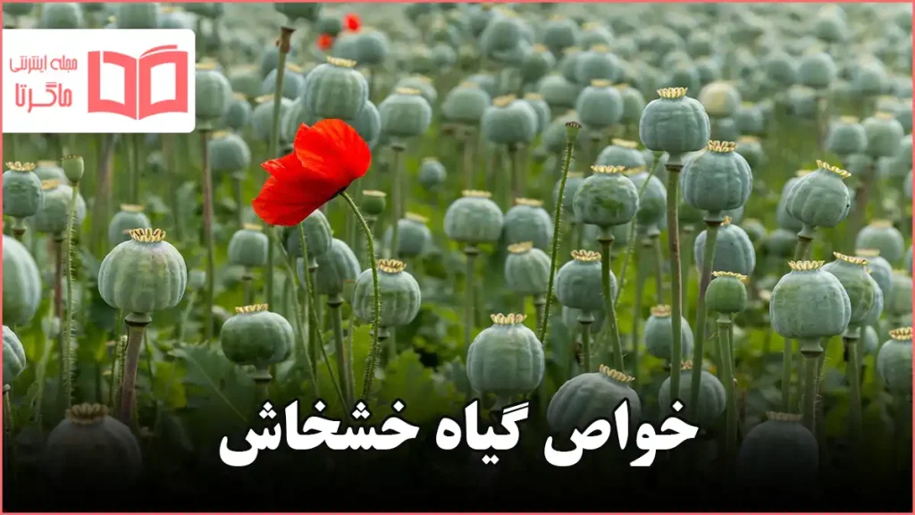 خواص گیاه خشخاش