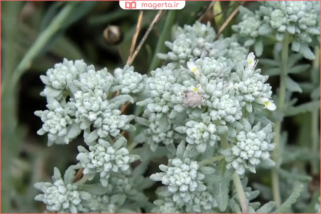 بوته کلپوره سبز و خوشعطر در دامنه کوههای طبیعی