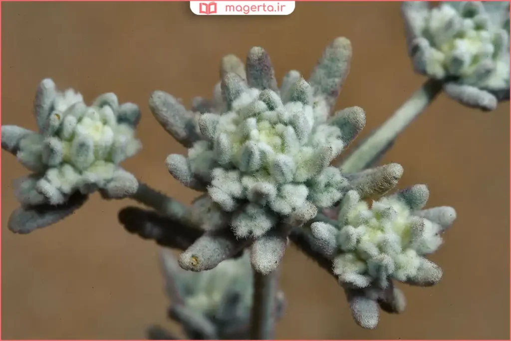 نمای نزدیک از برگهای ریز و پرپشت گیاه کلپوره در طبیعت