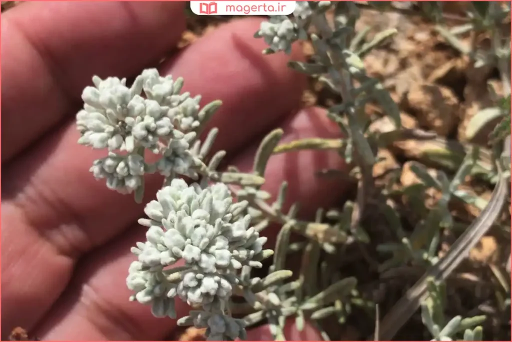 رویش گیاه کلپوره میان سنگهای طبیعی در ارتفاعات