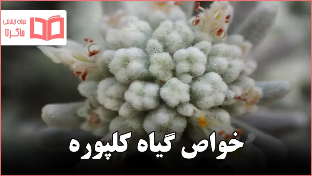 خواص گیاه کلپوره