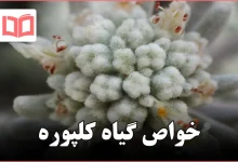 خواص گیاه کلپوره