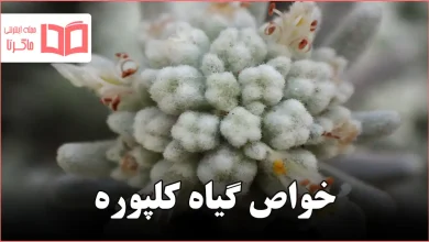 خواص گیاه کلپوره