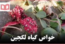 خواص گیاه لگجین