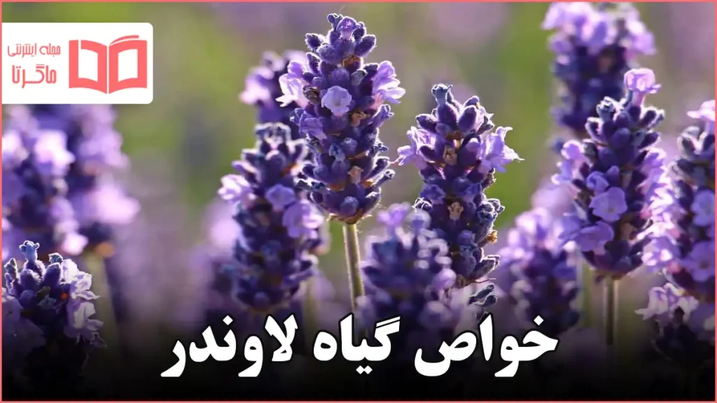 خواص گیاه لاوندر