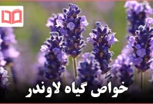 خواص گیاه لاوندر