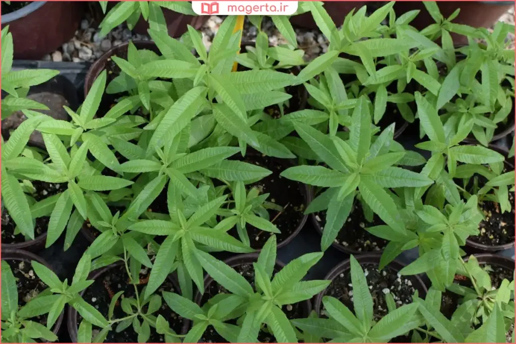 شاخههای تازه گیاه بهلیمو با برگهای سبز و عطر ملایم لیمویی