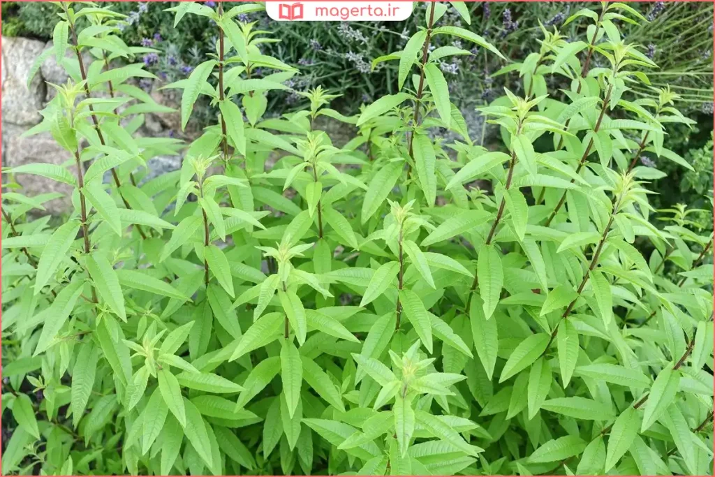 برگ خشکشده بهلیمو در ظرف شیشهای برای تهیه نوشیدنی گیاهی