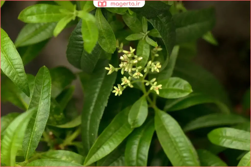 گیاه بهلیمو در باغچه با نور خورشید و خاک مرطوب