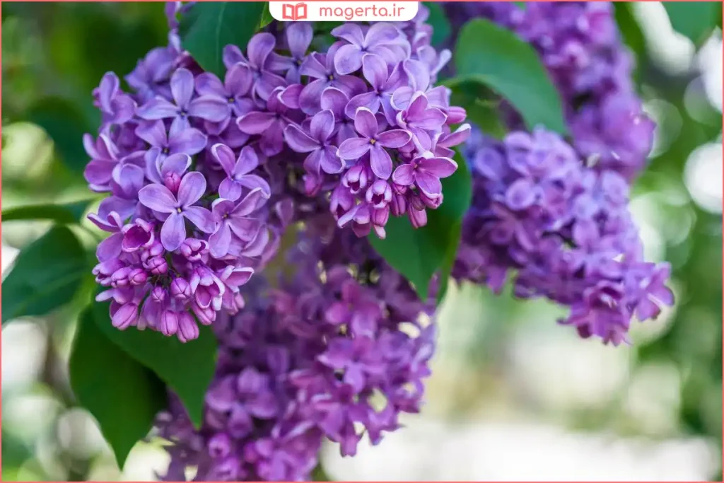 شاخه گل یاس کبود با گلهای بنفش روشن در باغ بهاری