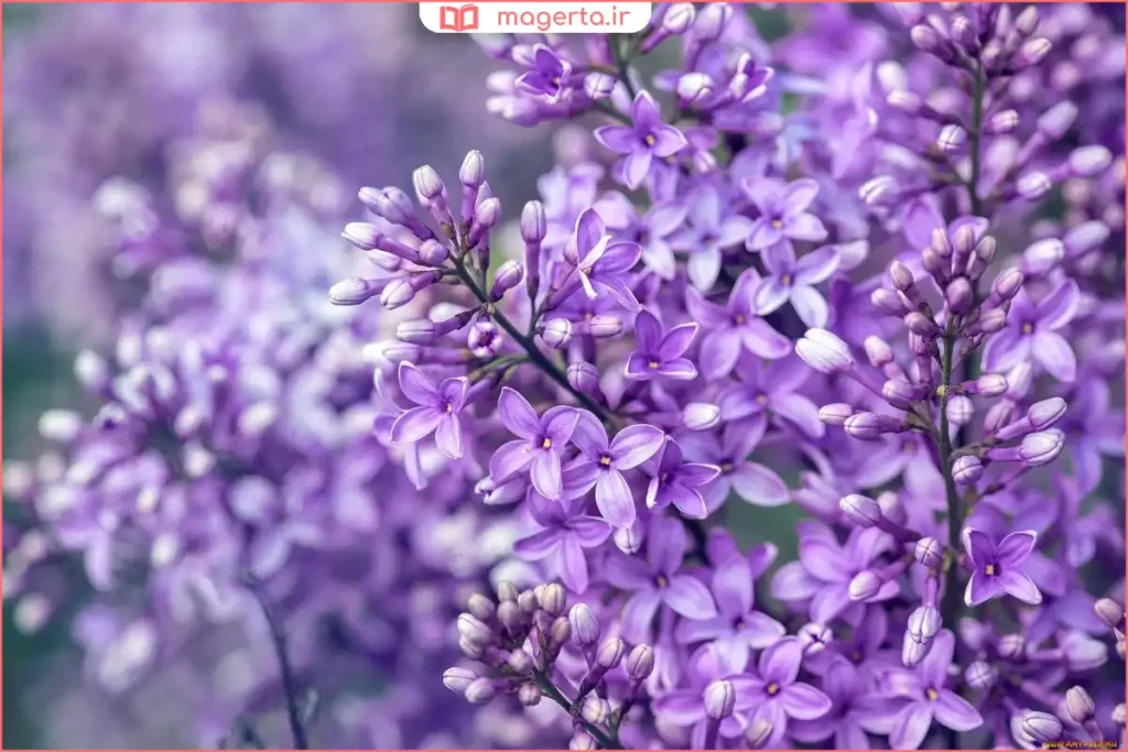 گلدان یاس کبود روی میز کنار پنجره با نور طبیعی