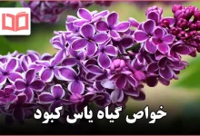 خواص گیاه یاس کبود