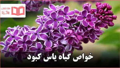 خواص گیاه یاس کبود