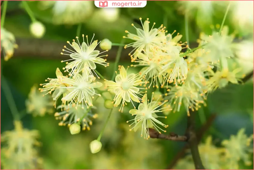نمای نزدیک از گلهای زرد و معطر زیرفون روی شاخه