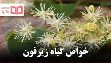 خواص گیاه زیرفون