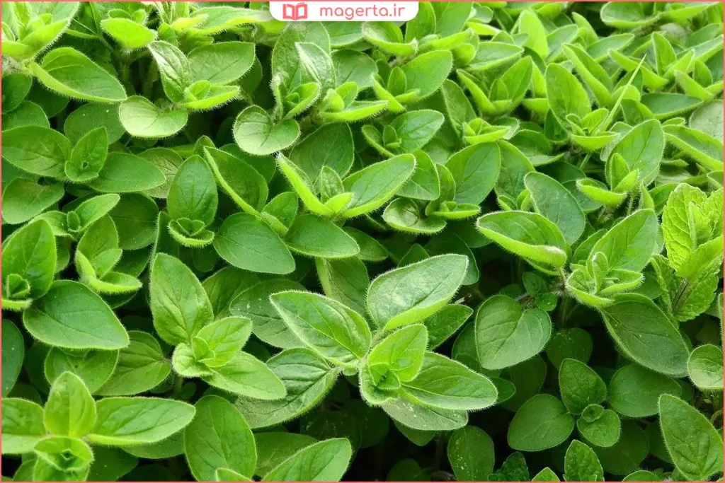 گیاه مرزنجوش تازه با برگ‌های کوچک و سبز معطر