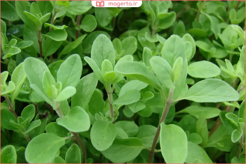 شاخه‌های مرزنجوش در طبیعت با ظاهر ساده و خواص آرام‌بخش

