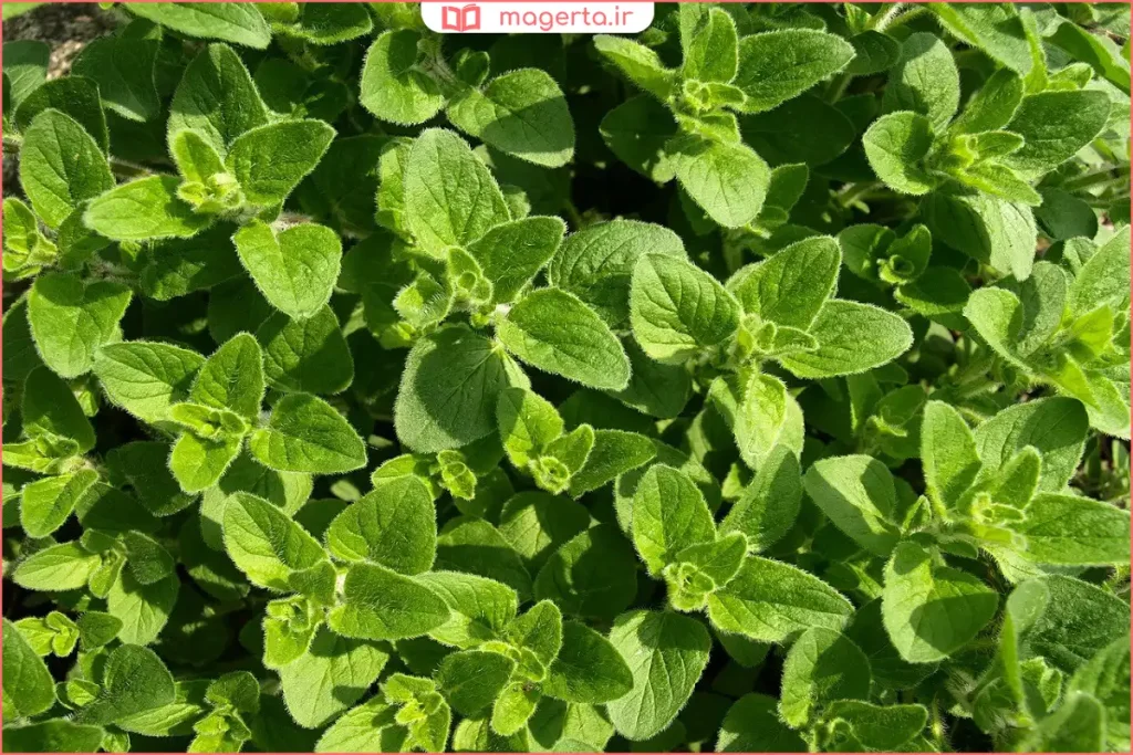 برگ‌های خشک‌شده مرزنجوش در ظرف شیشه‌ای برای استفاده دارویی