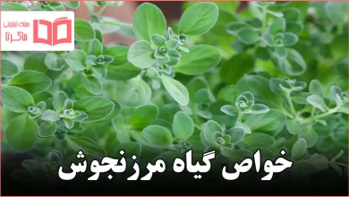 خواص گیاه مرزنجوش