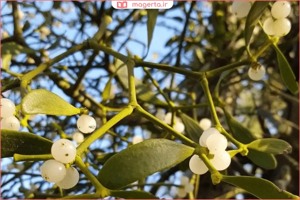 نمای نزدیک از برگ‌های سبز دارواش در طبیعت