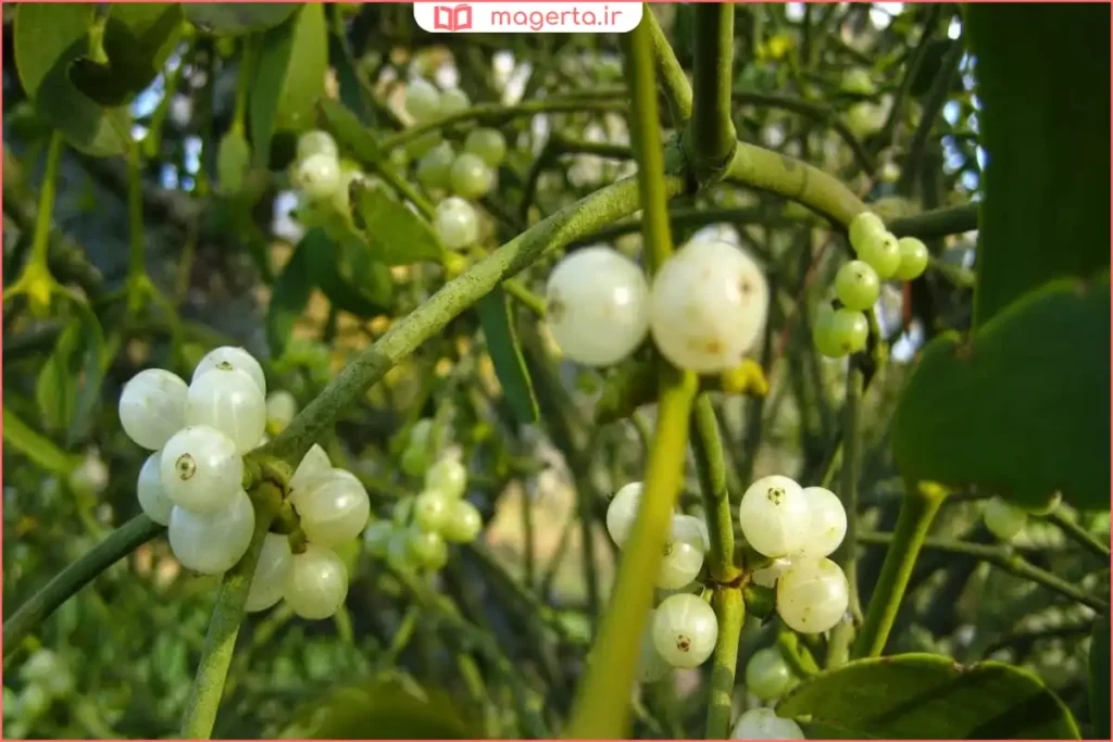 خوشه‌های میوه سفید دارواش روی شاخه خشک