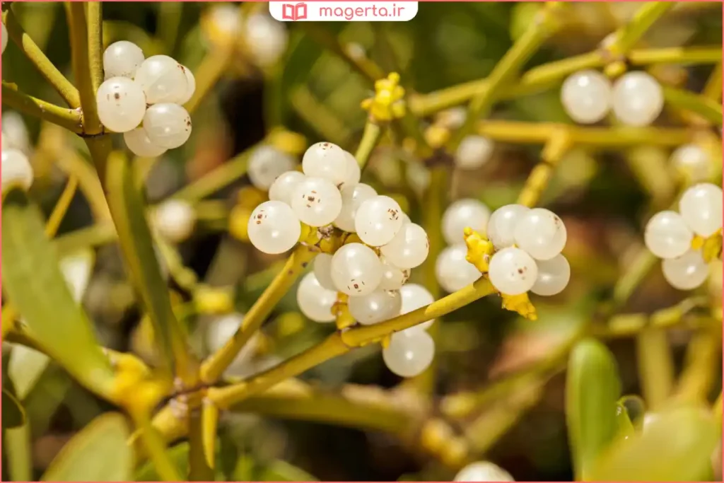 گیاه دارواش در زیستگاه طبیعی میان درختان قدیمی