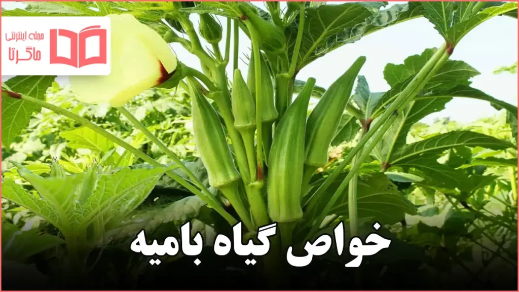خواص گیاه بامیه