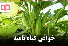خواص گیاه بامیه