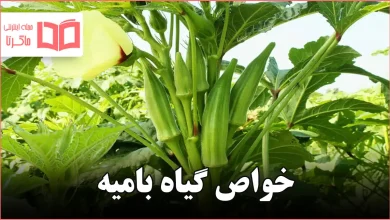 خواص گیاه بامیه