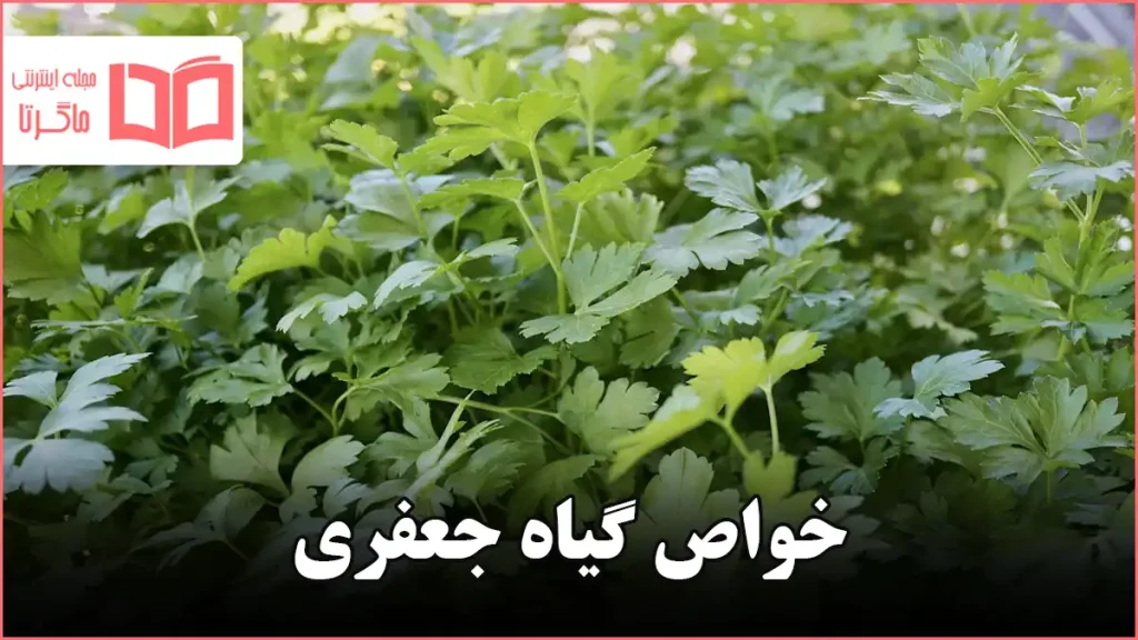 خواص گیاه جعفری
