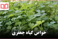 خواص گیاه جعفری