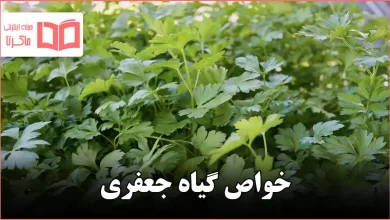 خواص گیاه جعفری