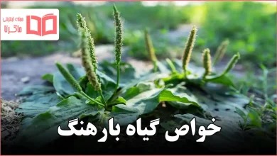 خواص گیاه بارهنگ