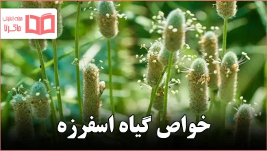 خواص گیاه اسفرزه