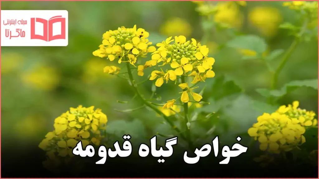 خواص گیاه قدومه