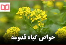 خواص گیاه قدومه