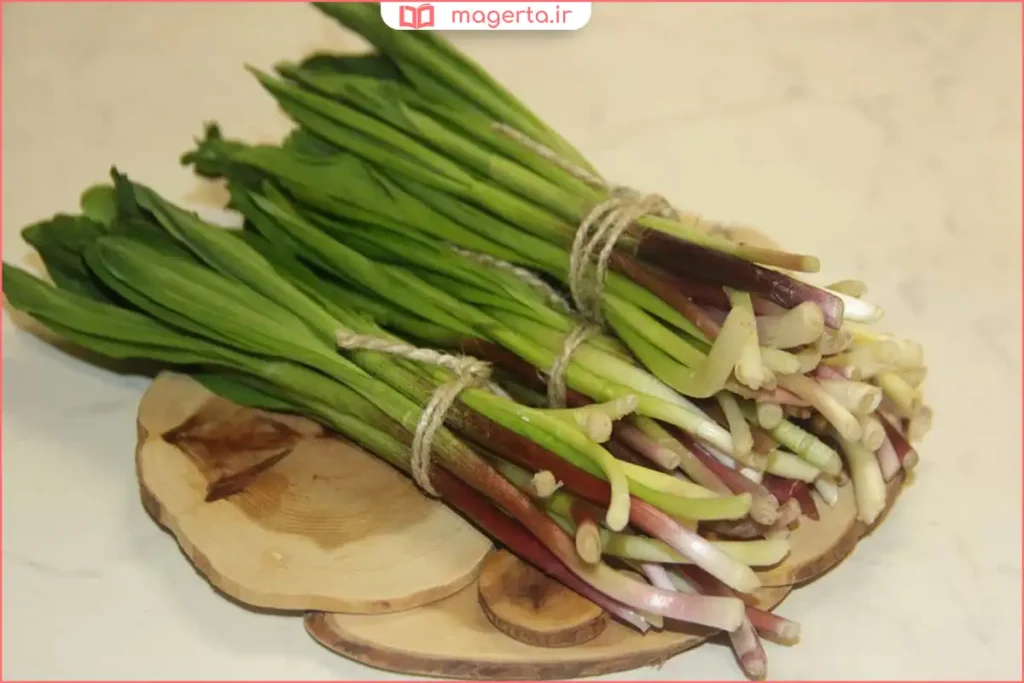 پودر گیاه بن سرخ روی قاشق کوچک برای مصرف دارویی