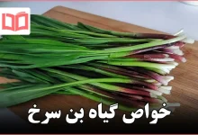 خواص گیاه بن سرخ
