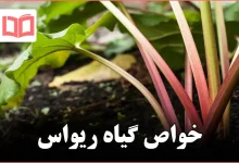 خواص گیاه ریواس