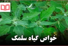 خواص گیاه سلمک