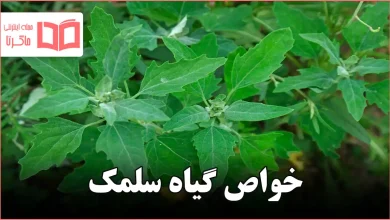 خواص گیاه سلمک