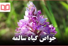خواص گیاه سالمه
