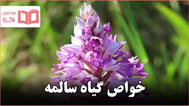 خواص گیاه سالمه