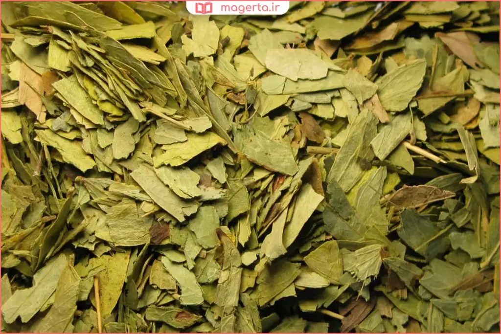 بوته گیاه برگسنا با برگهای سبز بیضیشکل در محیط طبیعی