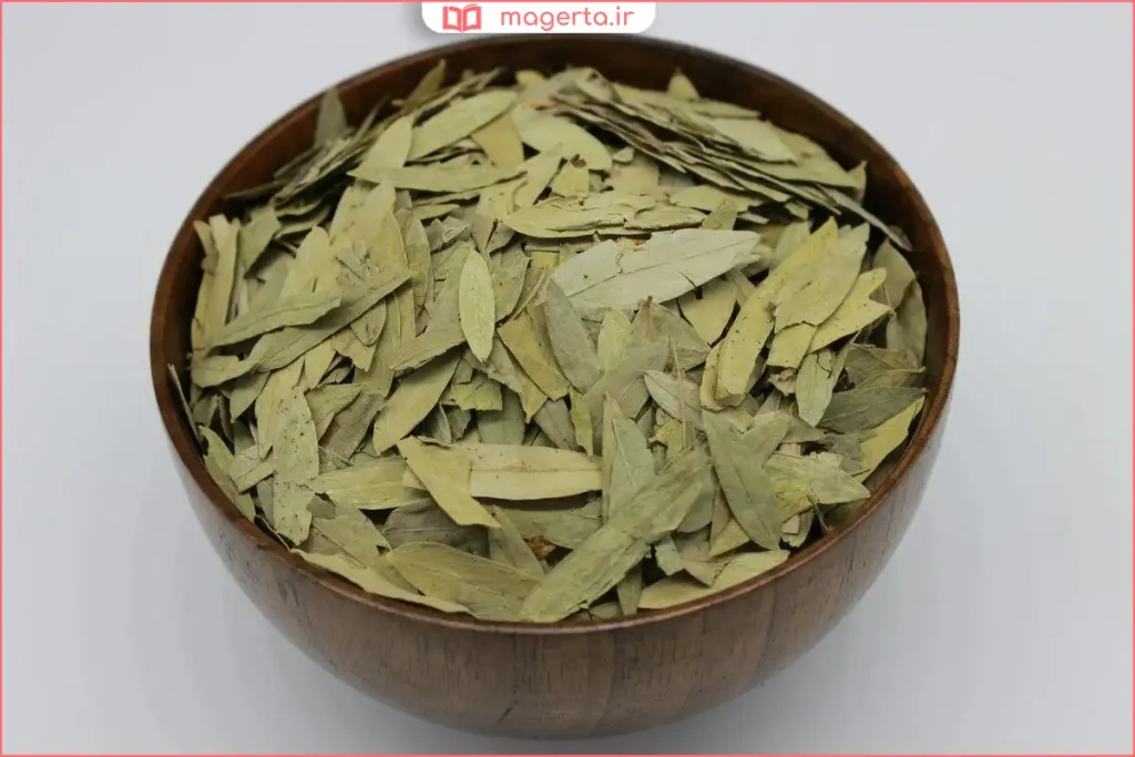 گلهای زرد کوچک گیاه سنا در میان برگهای سبز پررنگ